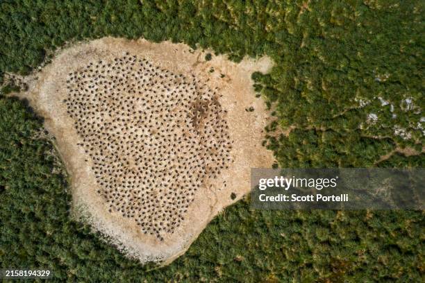 aerial view of gentoo penguin colony - falkland islands stock pictures, royalty-free photos & images