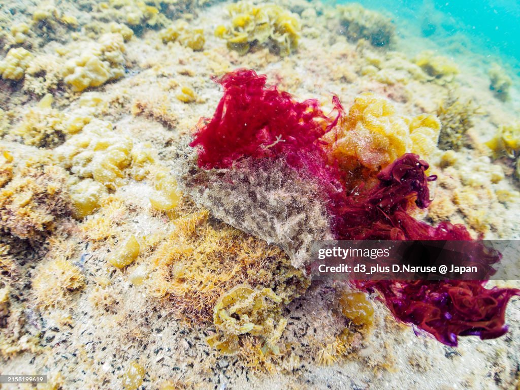 A large and mysterious Wedge Sea Hare (Dolabella auricularia) and others.
When provoked, it spews a purple smokescreen. However, it is not toxic.
Araihama Beach, Miura, Kanagawa, Japan - June, 2024.