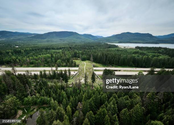 wildlife overpass bridge - wildlife crossing stock pictures, royalty-free photos & images