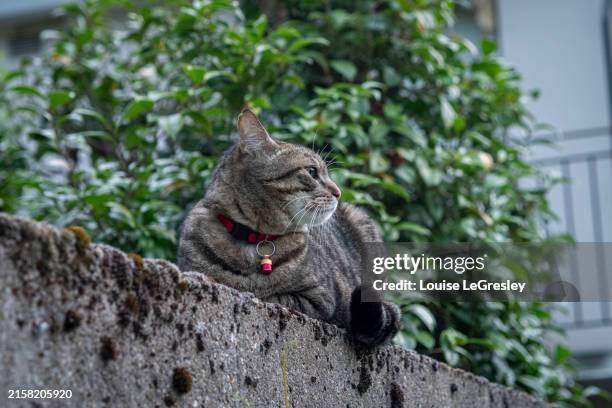 tabby cat relaxing outdoors on a stone wall - tabby cat stock pictures, royalty-free photos & images