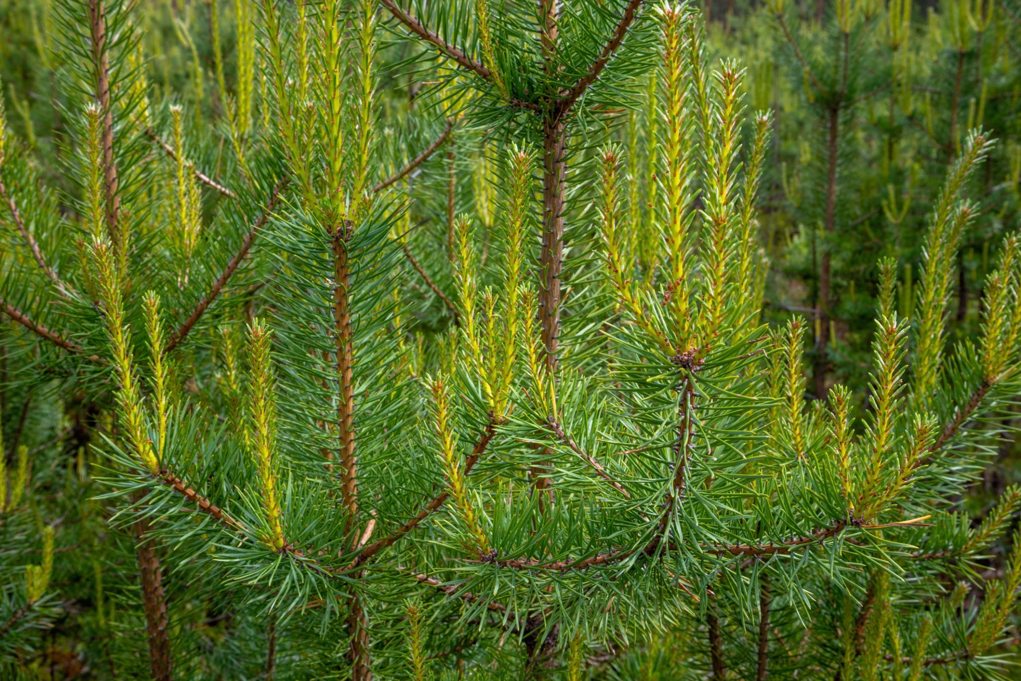 scots pine
