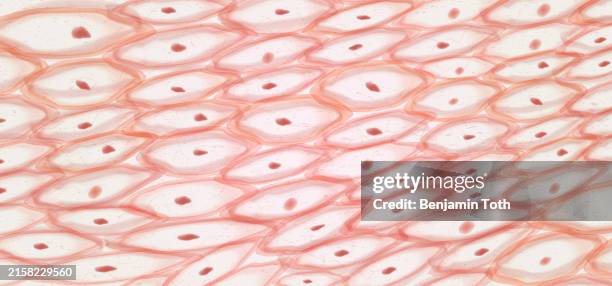 bildbanksillustrationer, clip art samt tecknat material och ikoner med epithelial tissue, skin tissue cells, layers of skin. - mänsklig vävnad