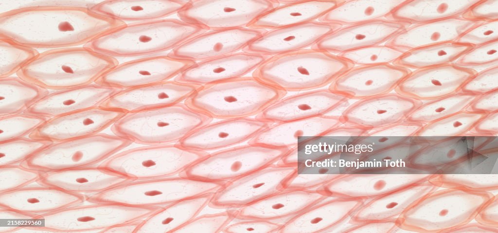 Epithelial tissue, Skin tissue cells, layers of skin.