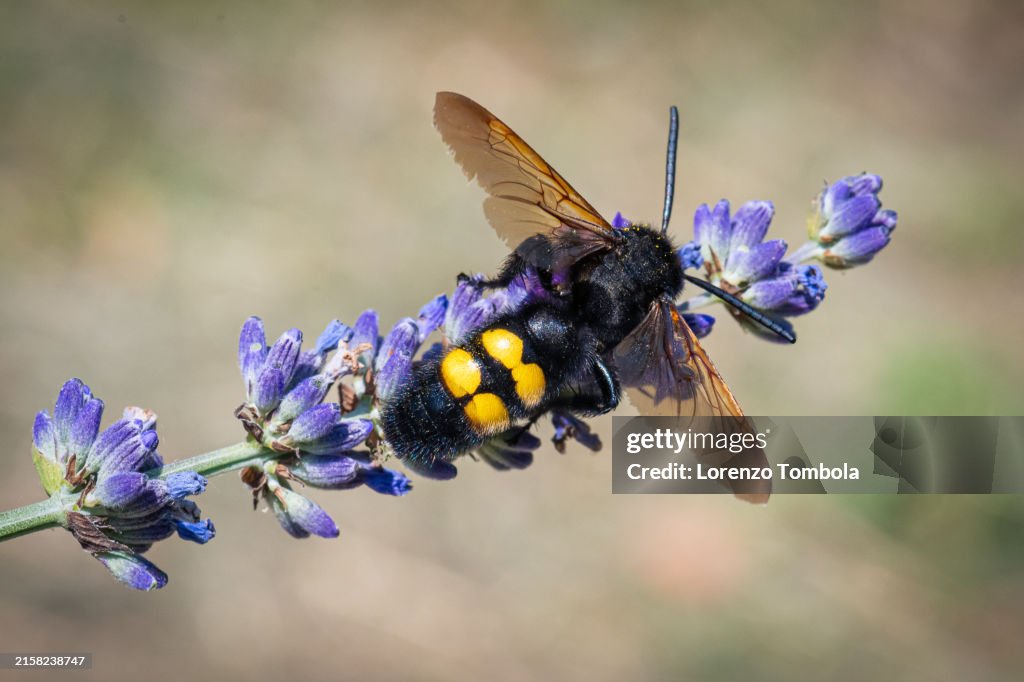 Scolia hirta on lavender flower