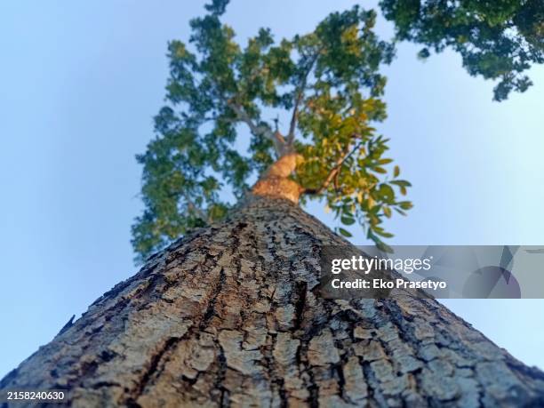 close up of a towering mahogany tree trunk - mahogany tree stock pictures, royalty-free photos & images