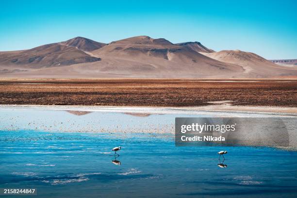 flamencos en el desierto de atacama, chile reflejándose en un lago tranquilo - región de atacama fotografías e imágenes de stock