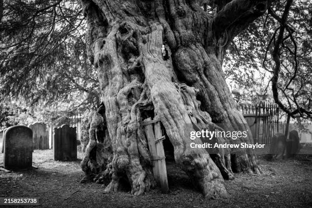 tejo de 4000 años de antigüedad, iglesia de san jorge, crowhurst, surrey. - tejo fotografías e imágenes de stock