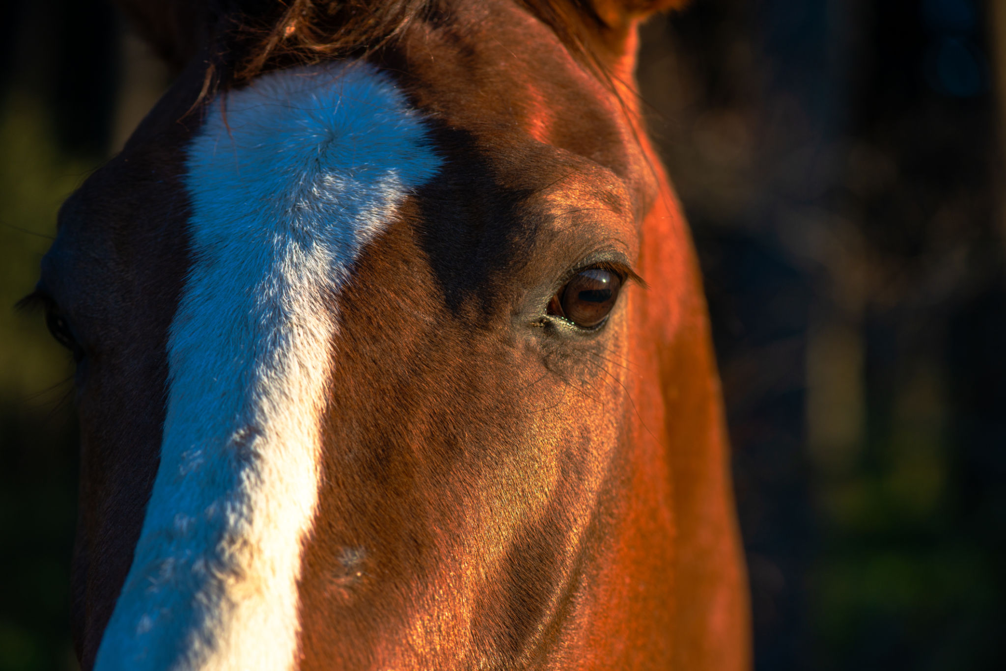 smart equestrian helmet