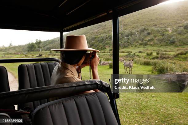 young woman sitting in safari vehicle photographing zebra - safari stockfoto's en -beelden