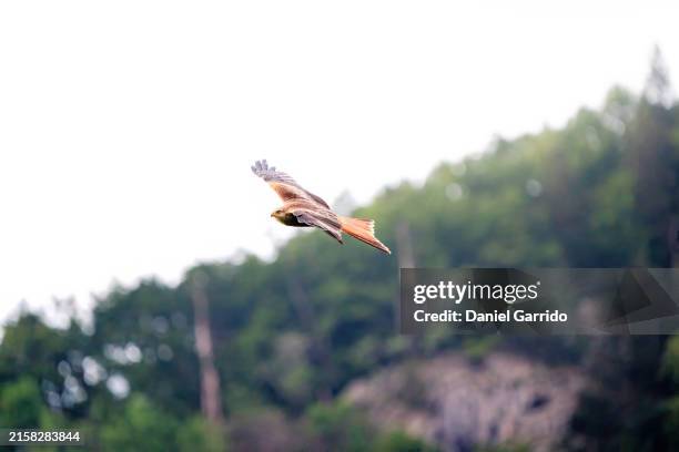 red kite in flight with the backdrop of the swiss alps. - rotmilan stock-fotos und bilder