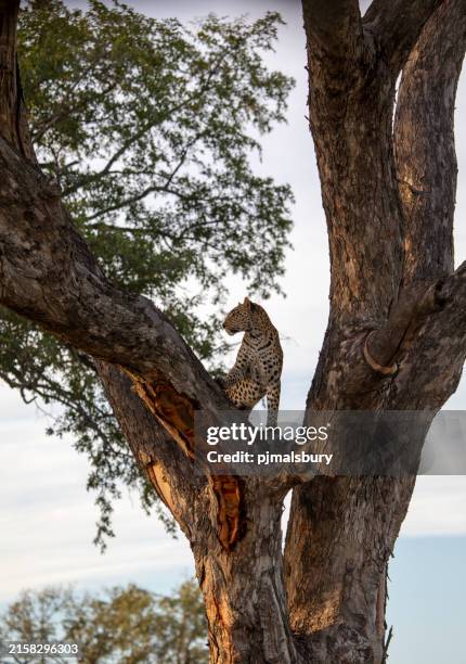 léopard dans un arbre - botswana photos et images de collection