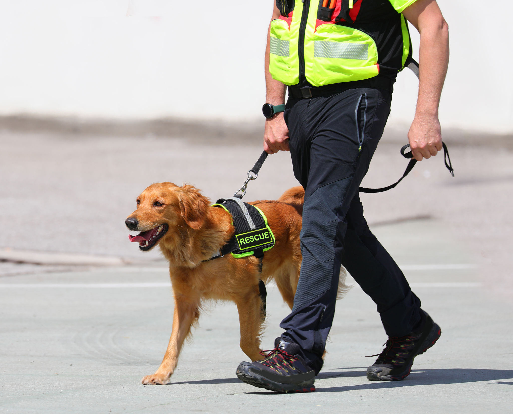 rescue dog