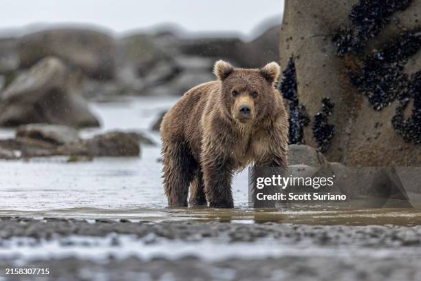 bear stare - kodiak brown bear stock pictures, royalty-free photos & images