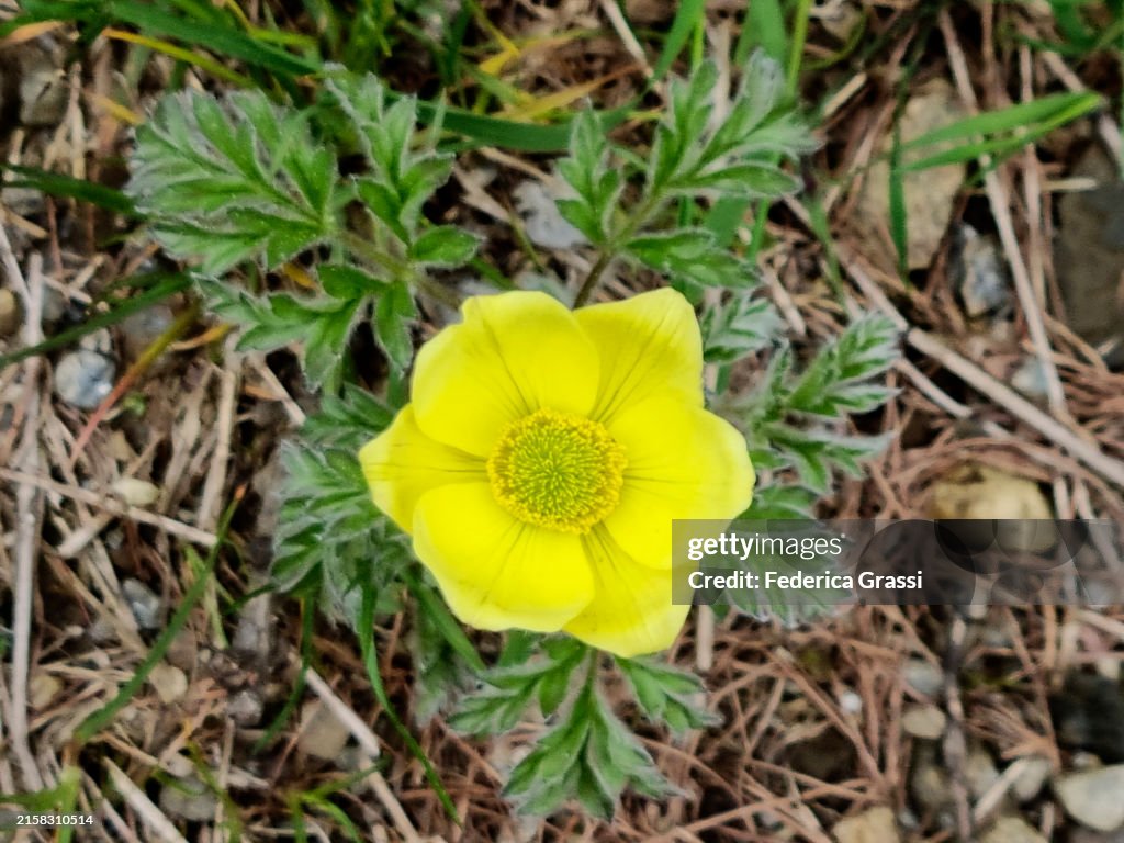 Alpine Pasque Flower (Pulsatilla alpina) Flowering Between Dötra and Anvéuda, Valle di Blenio
