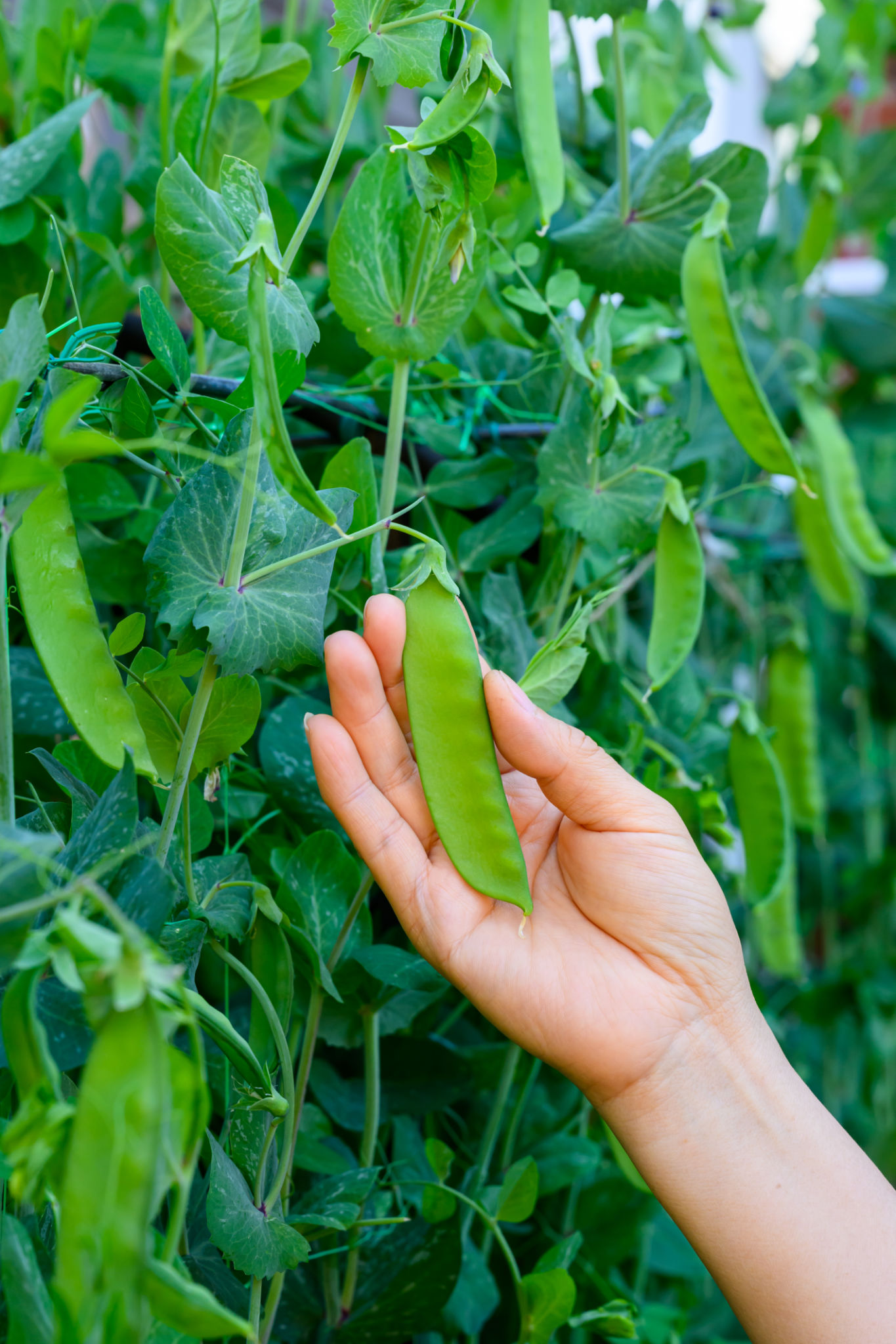 peas climbing