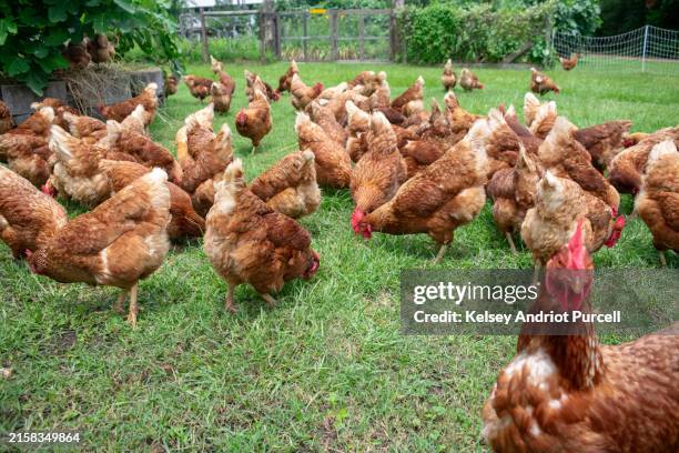 chickens grazing - domestic animals stock pictures, royalty-free photos & images