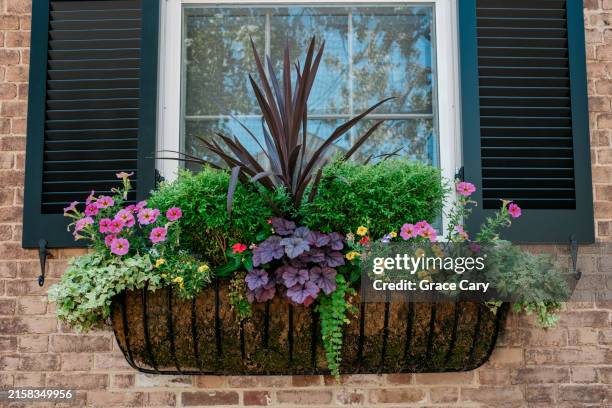 colorful plants adorn window - perennial stock pictures, royalty-free photos & images