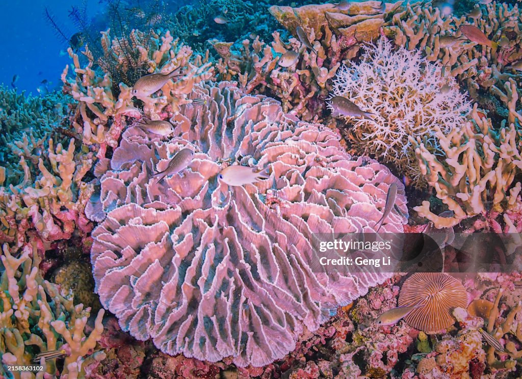 A school of fish plays in the coral maze.