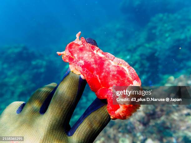 Dancer Fish 12 Spanish Dancer Fish Stock Photos, High-Res Pictures, and Images ...