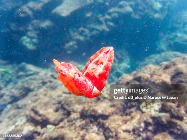 Dancer Fish 12 Spanish Dancer Fish Stock Photos, High-Res Pictures, and Images ...