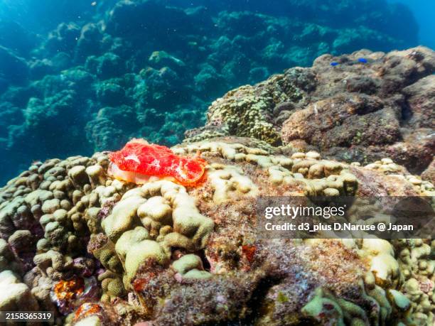 Dancer Fish 12 Spanish Dancer Fish Stock Photos, High-Res Pictures, and Images ...