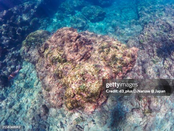 Dancer Fish 12 Spanish Dancer Fish Stock Photos, High-Res Pictures, and Images ...