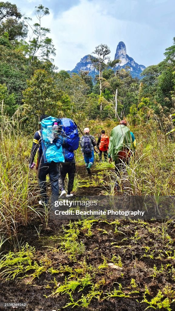 Mountain climbers making their way towards Batu Lawi Mountain visible in the distance in Pulong Tau National Park in Bario, Sarawak, Malaysia
