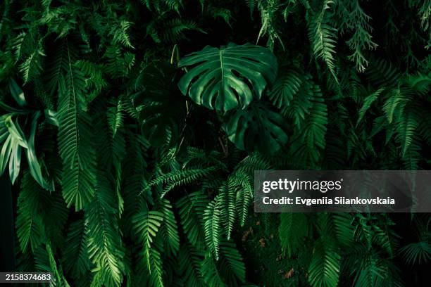 wall with green tropical plants indoors. - farn stock-fotos und bilder