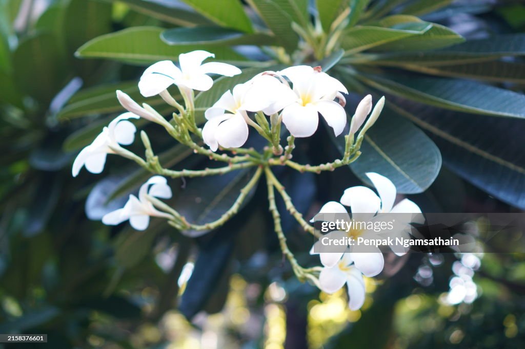 Plumeria alba,Plumeria mix color red dark pink flower blooming in garden on blur nature background Tropical nature, Frangipani, Temple, Graveyard Tree Apocynaceae