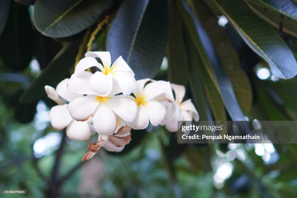 Plumeria alba,Plumeria mix color red dark pink flower blooming in garden on blur nature background Tropical nature, Frangipani, Temple, Graveyard Tree Apocynaceae
