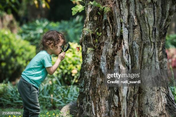 niño pequeño con una lupa en un bosque - insecto fotografías e imágenes de stock