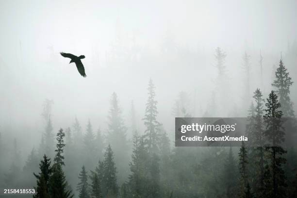 adler fliegt im nebel über wald - adler stock-fotos und bilder