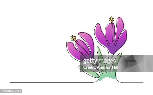Crocus Flower Single Line Drawing with Copy Space, Editable Stroke and Color Elements Crocus Flower Single Line Drawing with Copy Space, Editable Stroke and Color Elements