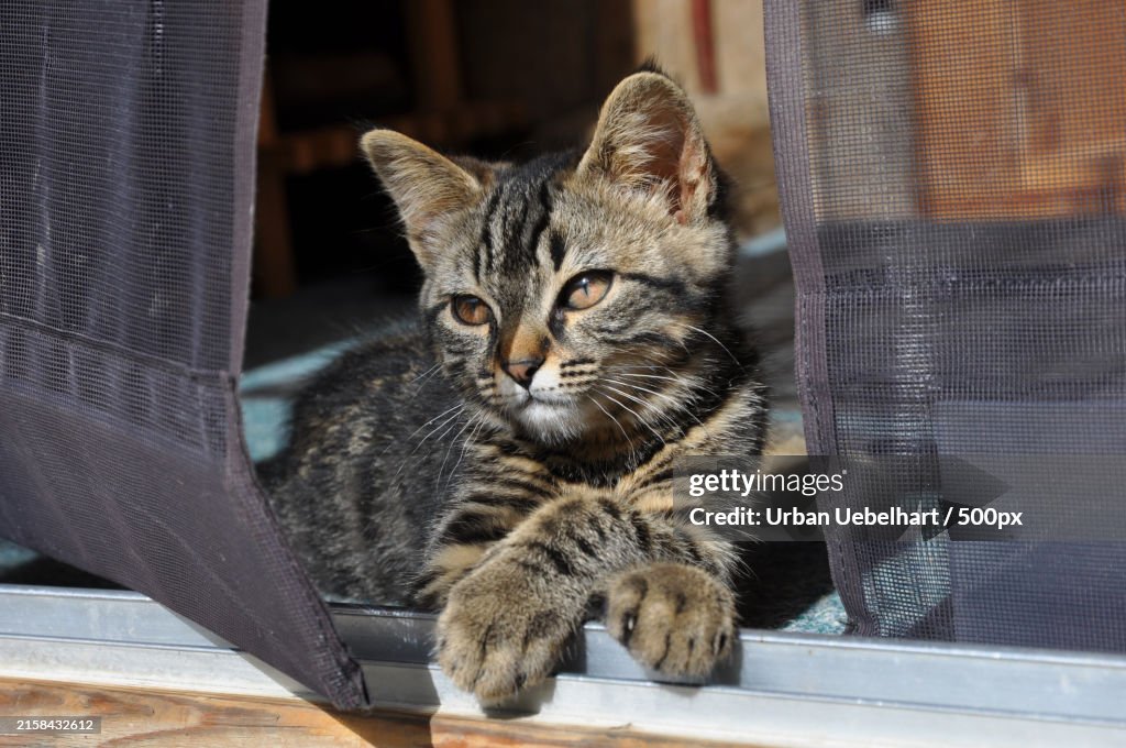 Close-up portrait of cat
