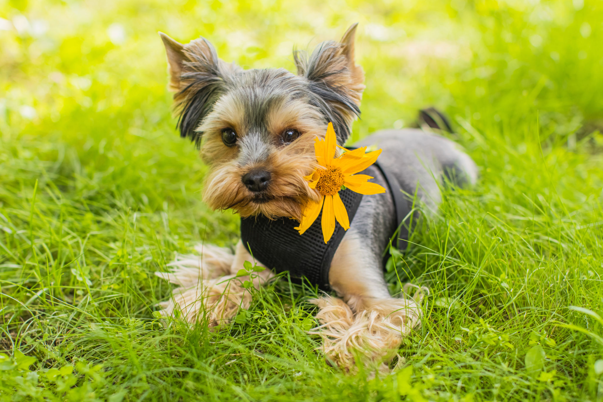 Yorkshire Terrier with flower in teeth. Garden Yorkshire Terrier with flower in teeth. Garden
