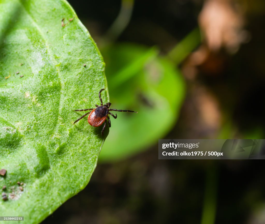 Close-up of insect on leaf