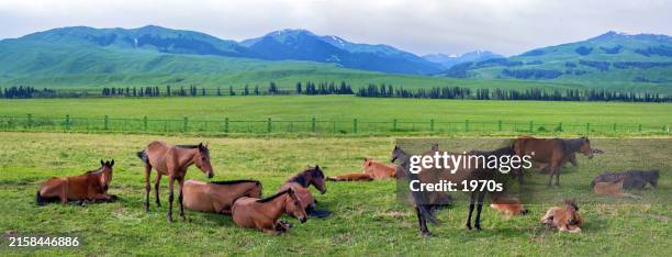 horse herds on nalati grassland, also called kunes grassland, in ili, xinjiang uyghur autonomous region, china. - kunes stock pictures, royalty-free photos & images