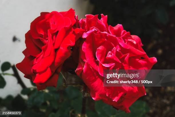 Centerstage Roses 27,857 Stage Roses Stock Photos, High-Res Pictures, and Images - Getty ...
