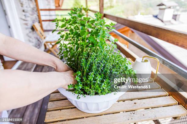 hands of woman planting plant in pot at table - oregano stock pictures, royalty-free photos & images