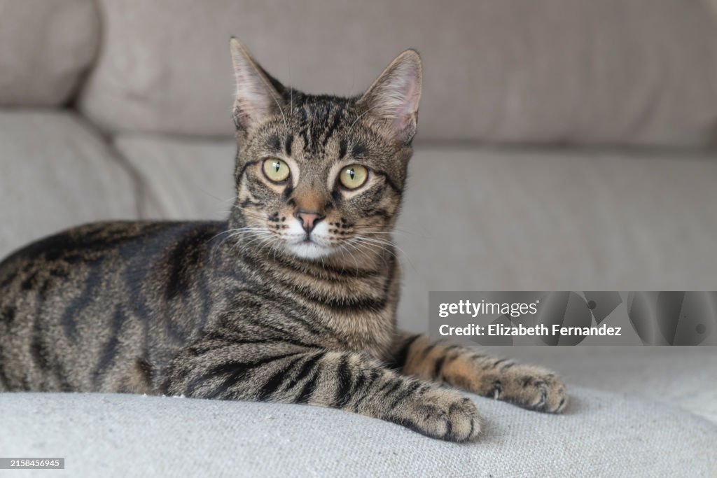 Cute tabby cat resting on the sofa