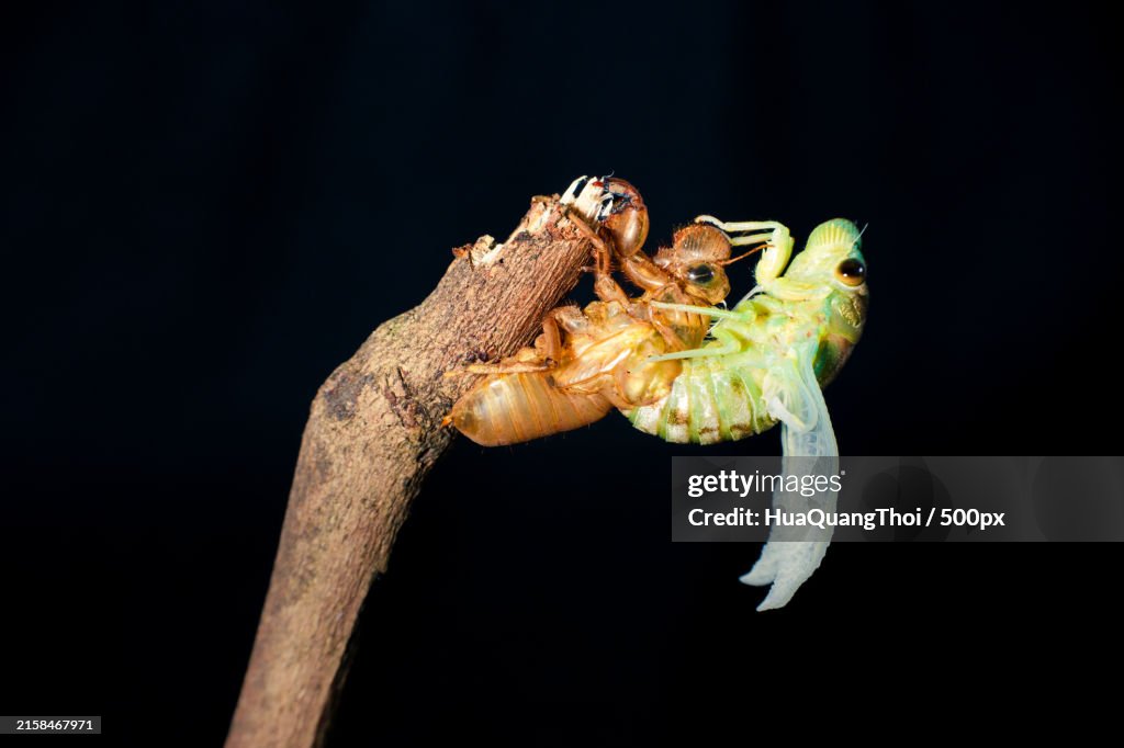 Close-up of frogs against black background