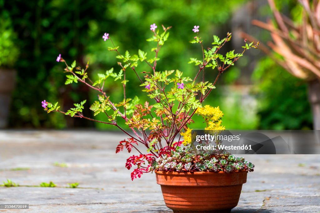 Potted sedum and cranesbill plants