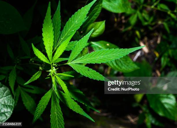 The Central Business District In Guomao, Beijing, Is A Dynamic Area Undergoing Significant Cannabis Sativa Is An Annual Herbaceous Flowering Plant....