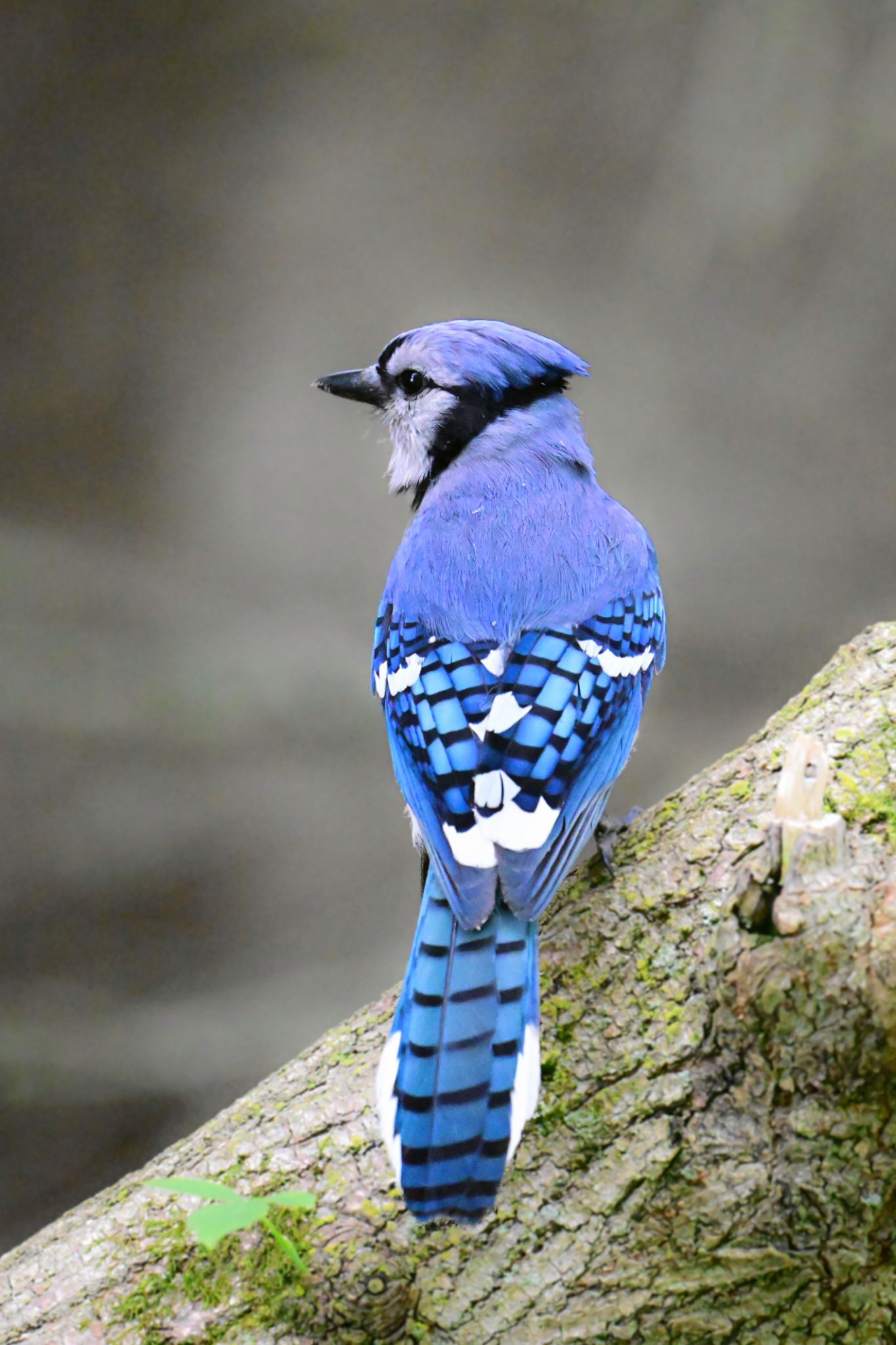 wildlife behavior