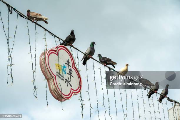 pigeons standing on wire - pigeon stock pictures, royalty-free photos & images