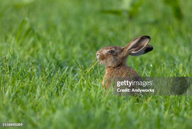 liebre europea joven (lepus europaeus) sentada en un prado - conejo de pascua fotografías e imágenes de stock