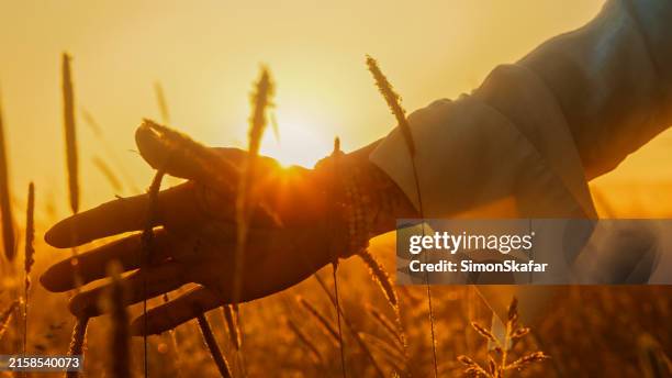 sunset wildflower encounter with female hands - blade of grass stock pictures, royalty-free photos & images