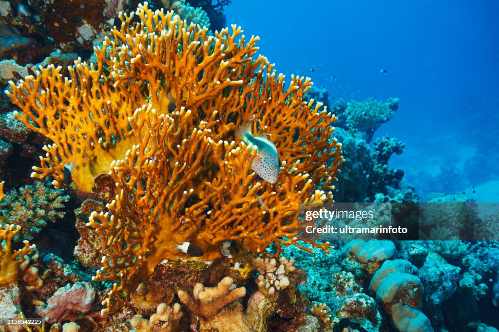 Underwater Photo Coral Garden Reef Fire Coral Red Sea Sea Life High Res underwater-photo-coral-garden-reef-fire-coral-red-sea-sea-life-high-res