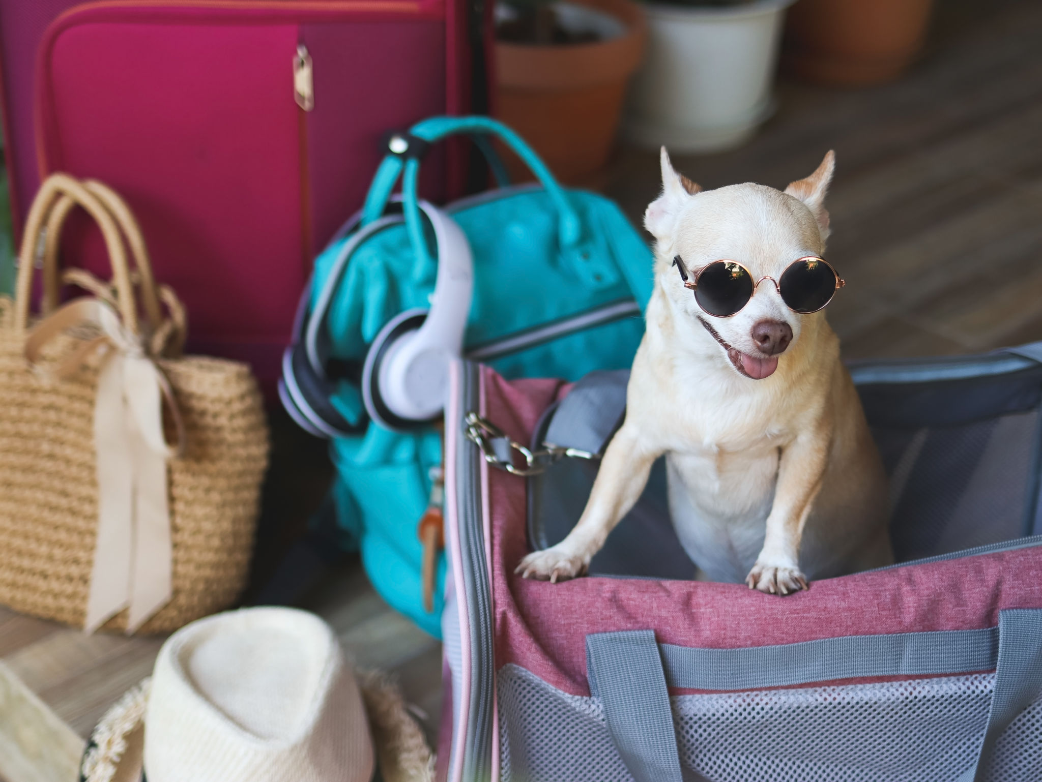 pet travel preparation