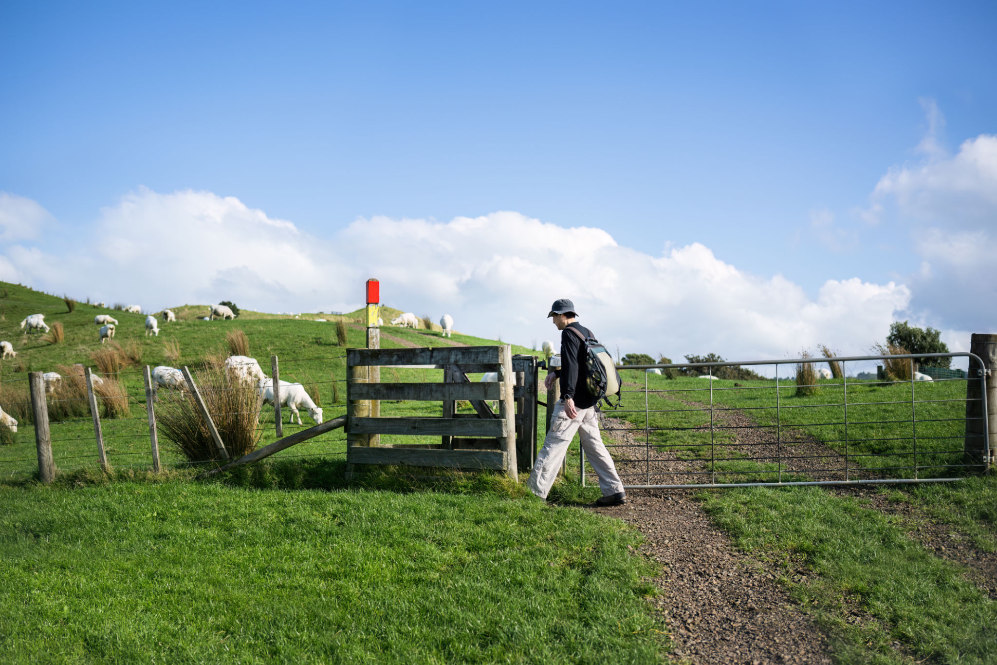 People walking through the farm gate on a walking track. Sheep grazing on the green grass. Duder Regional Park. Auckland. People walking through the farm gate on a walking track. Sheep grazing on the green grass. Duder Regional Park. Auckland.